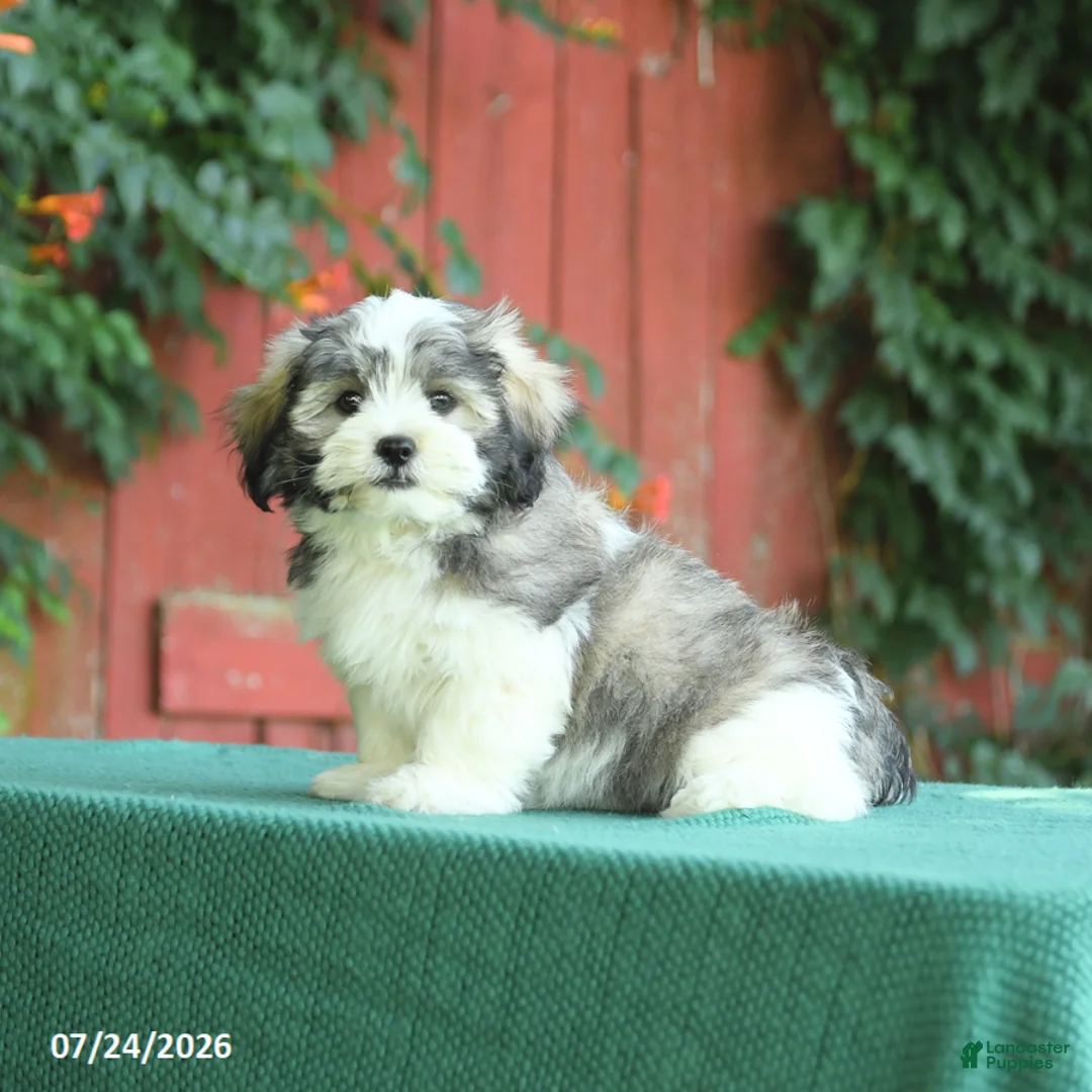 Malshi dogs for sale: Dean - Ad 2