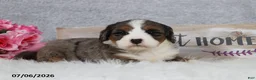 Mini Bernedoodle dogs for sale: Kiana - Ad 10