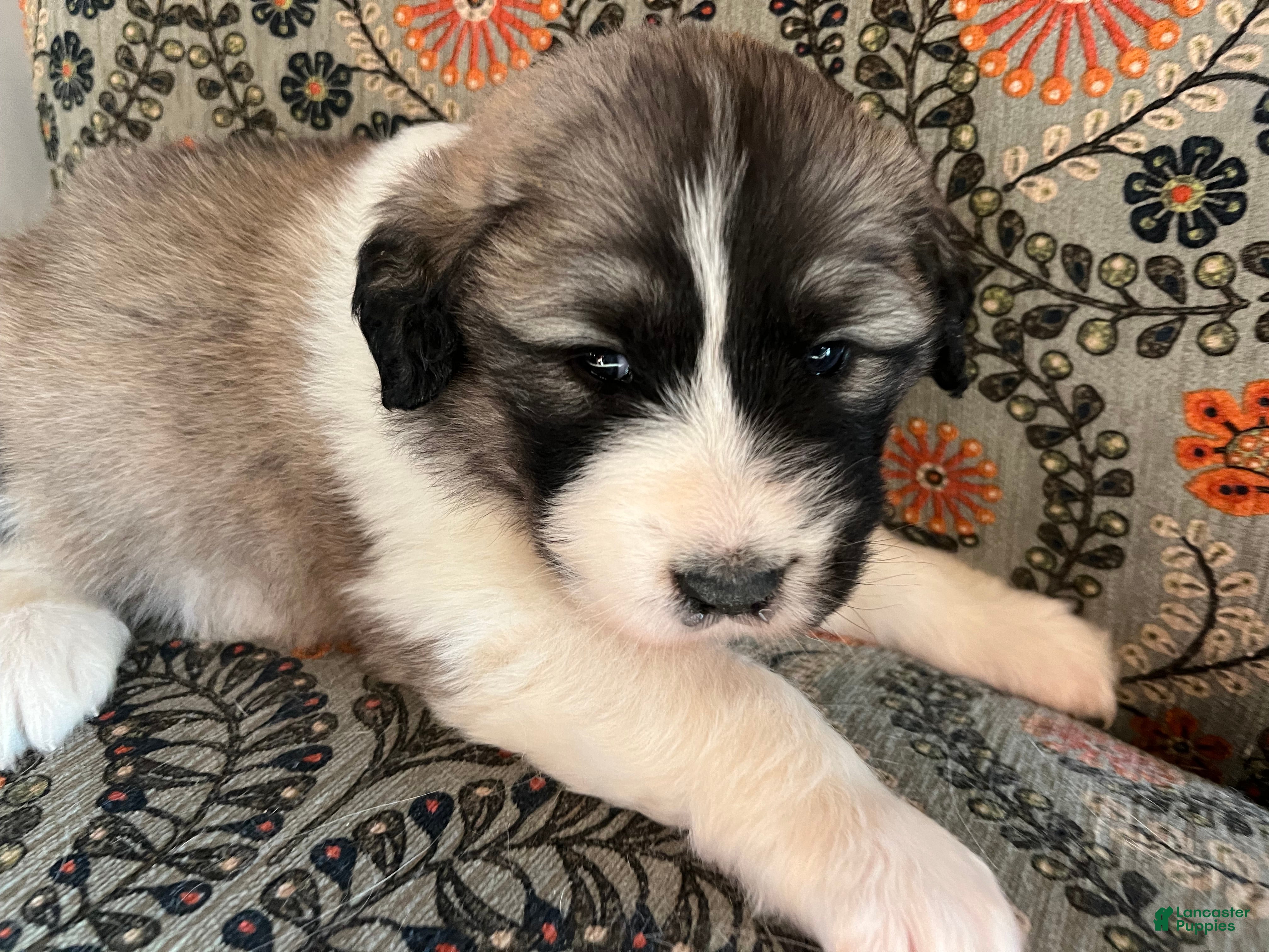 Great Pyrenees dogs Great Pyrenees Puppy 5 - Ad 20