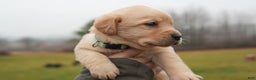 Labrador Retriever dogs for sale: Darla  - Ad 2