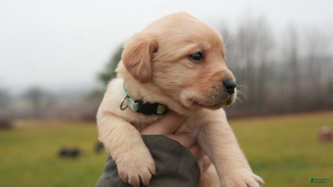 Labrador Retriever dogs for sale: Darla  - Ad 2