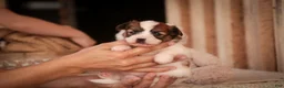 Papillon dogs for sale: Romeo Papillon  - Ad 7
