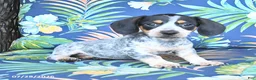 Miniature Dachshund dogs for sale: Jackson - Ad 5