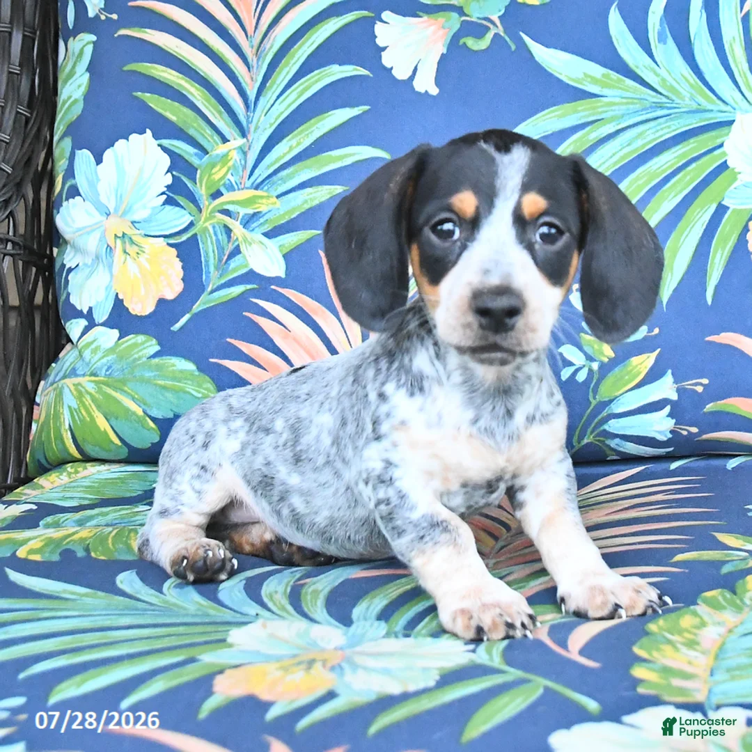 Miniature Dachshund dogs for sale: Jackson - Ad 5