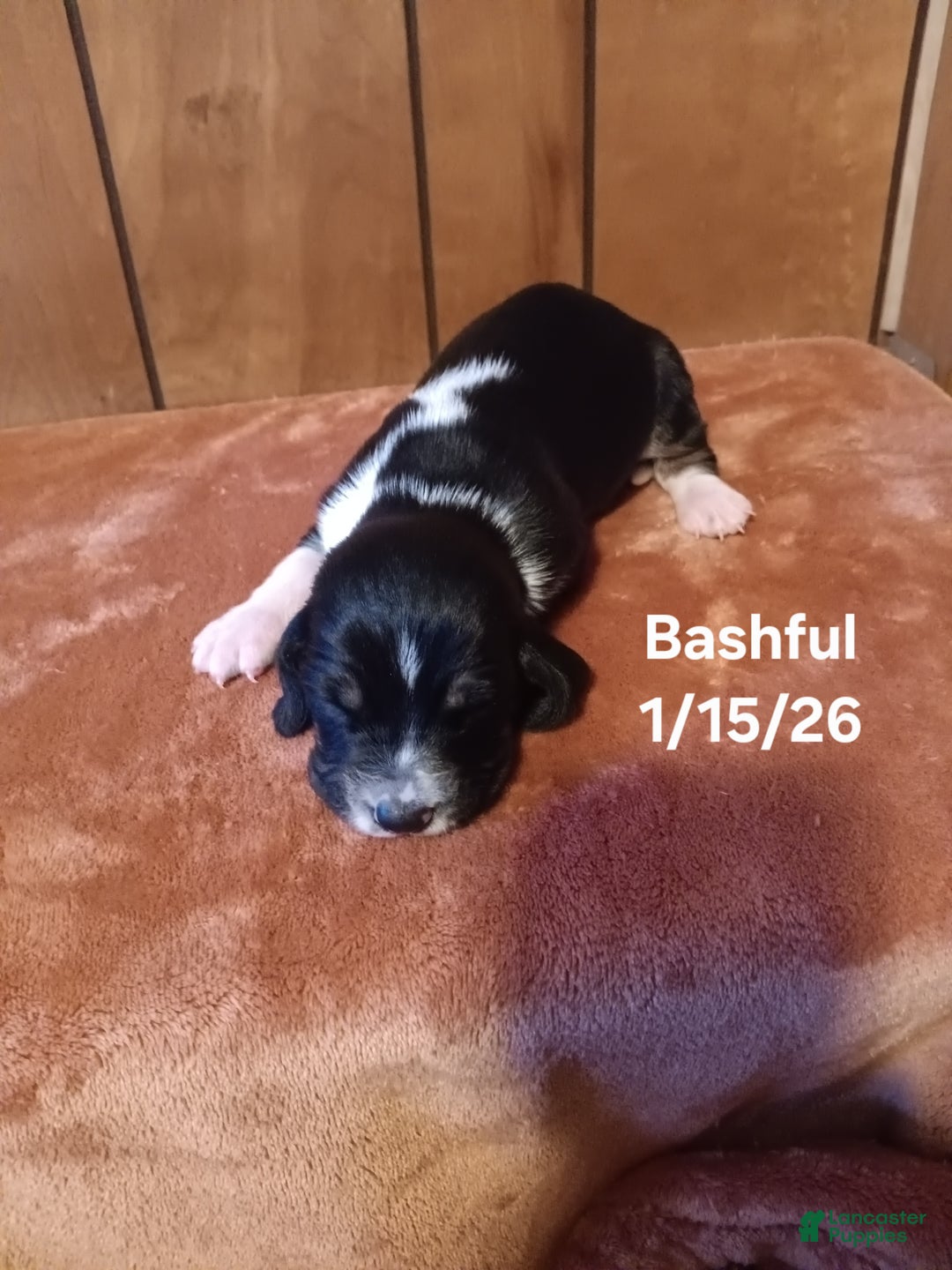 Basset Hound dogs for sale: Bashful - Ad 4