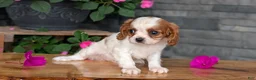 Cavalier King Charles Spaniel dogs for sale: Ruby - Ad 8