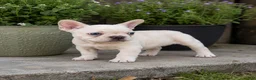 French Bulldog dogs for sale: Betty - Ad 3