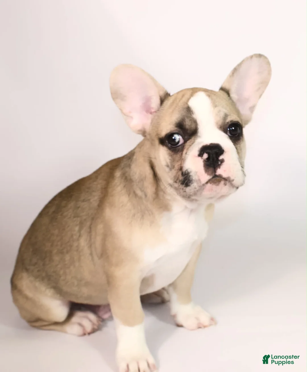 French Bulldog dogs for sale: Bear - Ad 1