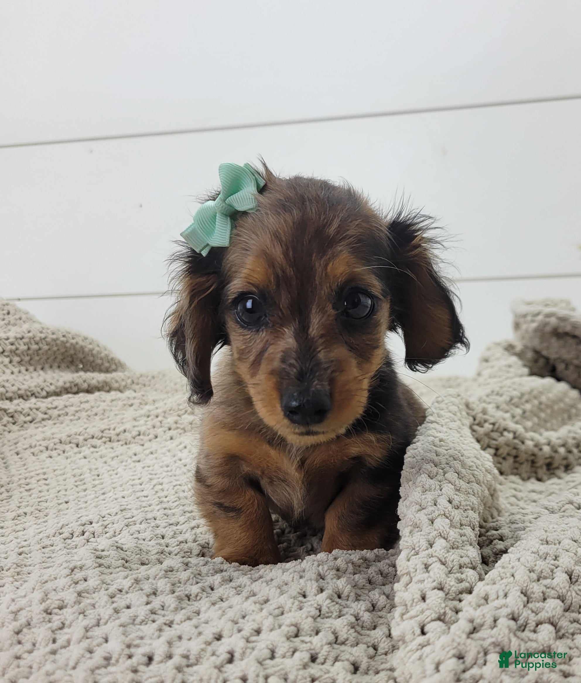 Miniature Dachshund dogs Oakley - Ad 1