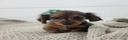 Miniature Dachshund dogs for sale: Oakley - Ad 1