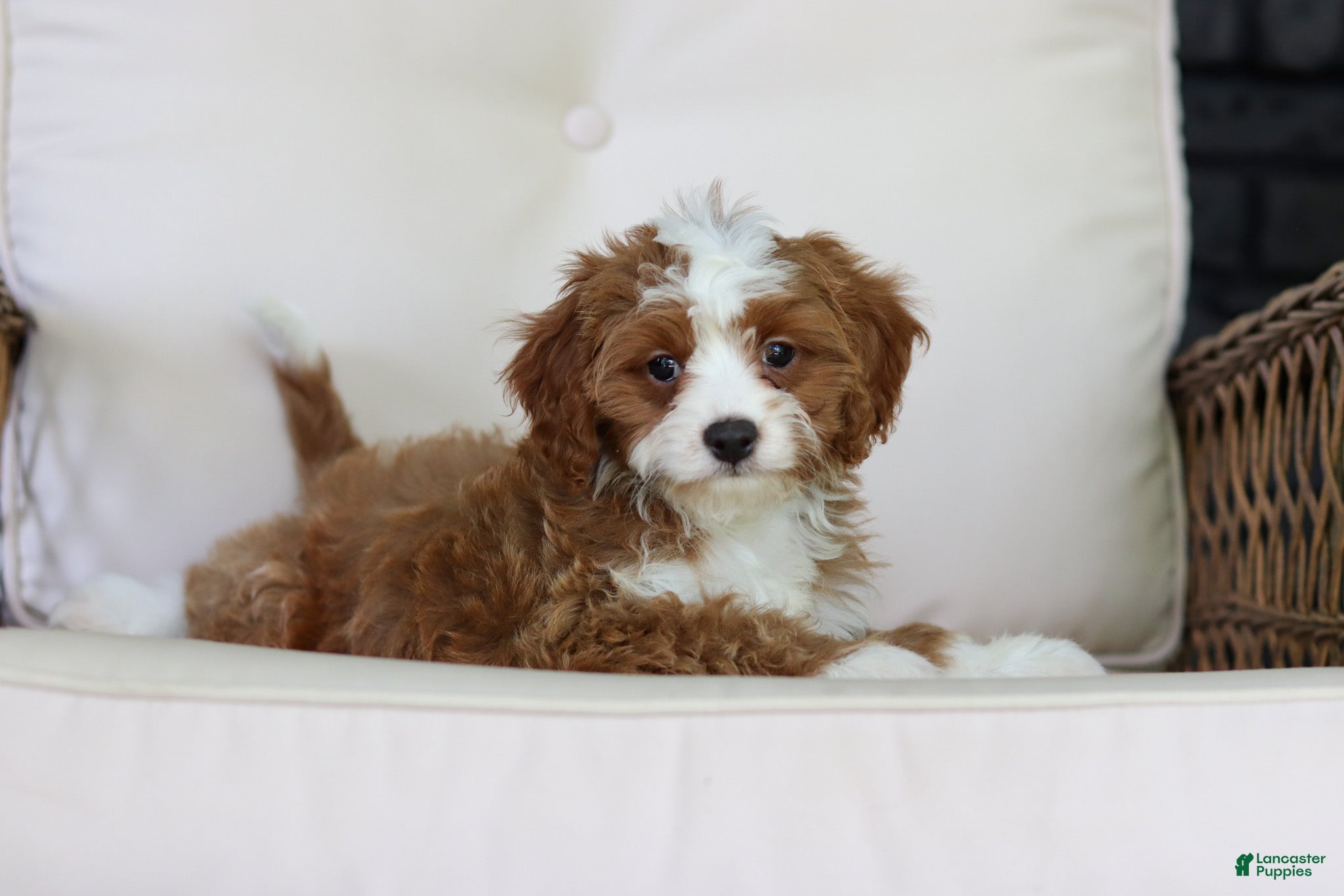 Cavapoo dogs Precious - Ad 2
