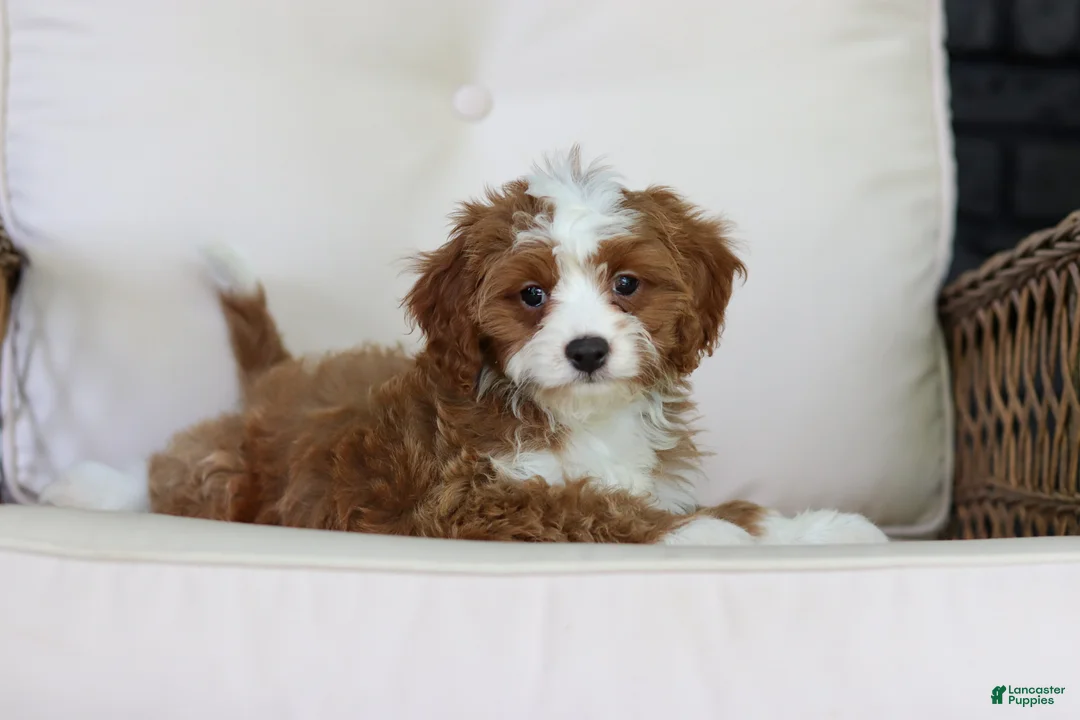Cavapoo dogs for sale: Precious - Ad 2