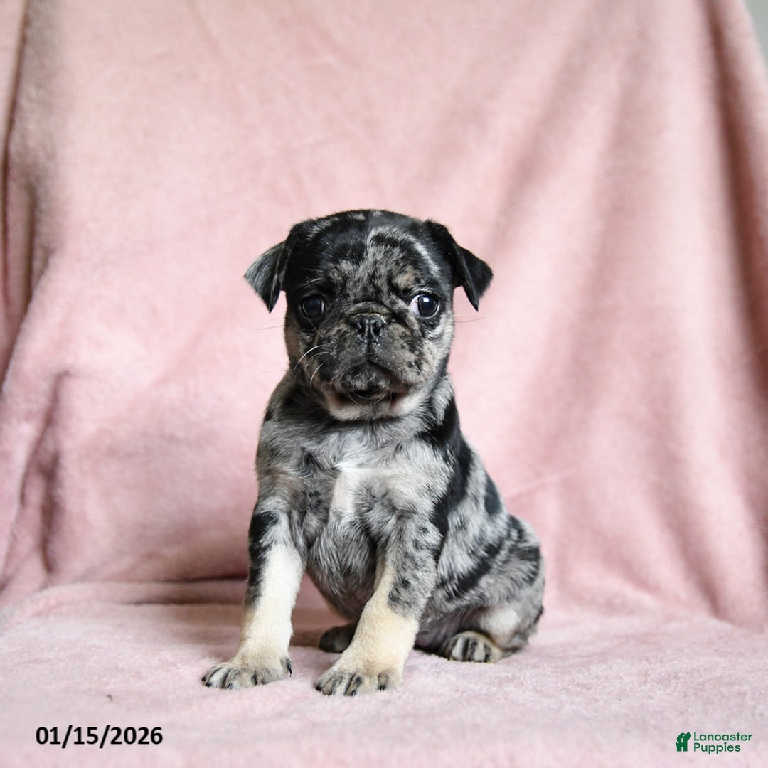 Pug dogs for sale: Maggie - Ad 1