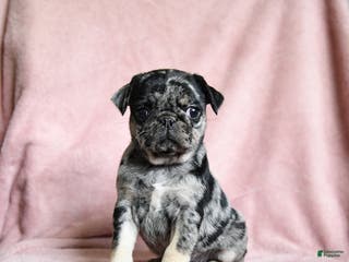 Pug dogs Maggie - Ad 18