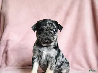 Pug dogs Maggie - Ad 4