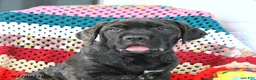 Cane Corso dogs for sale: Sadie - Ad 3