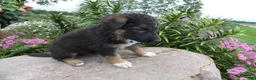 German Shepherd dogs for sale: German Shepherd Braxton 4 - Ad 4
