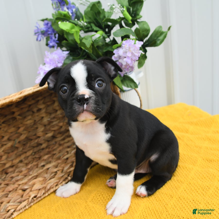 Boston Terrier dogs Bun Bun - Ad 1