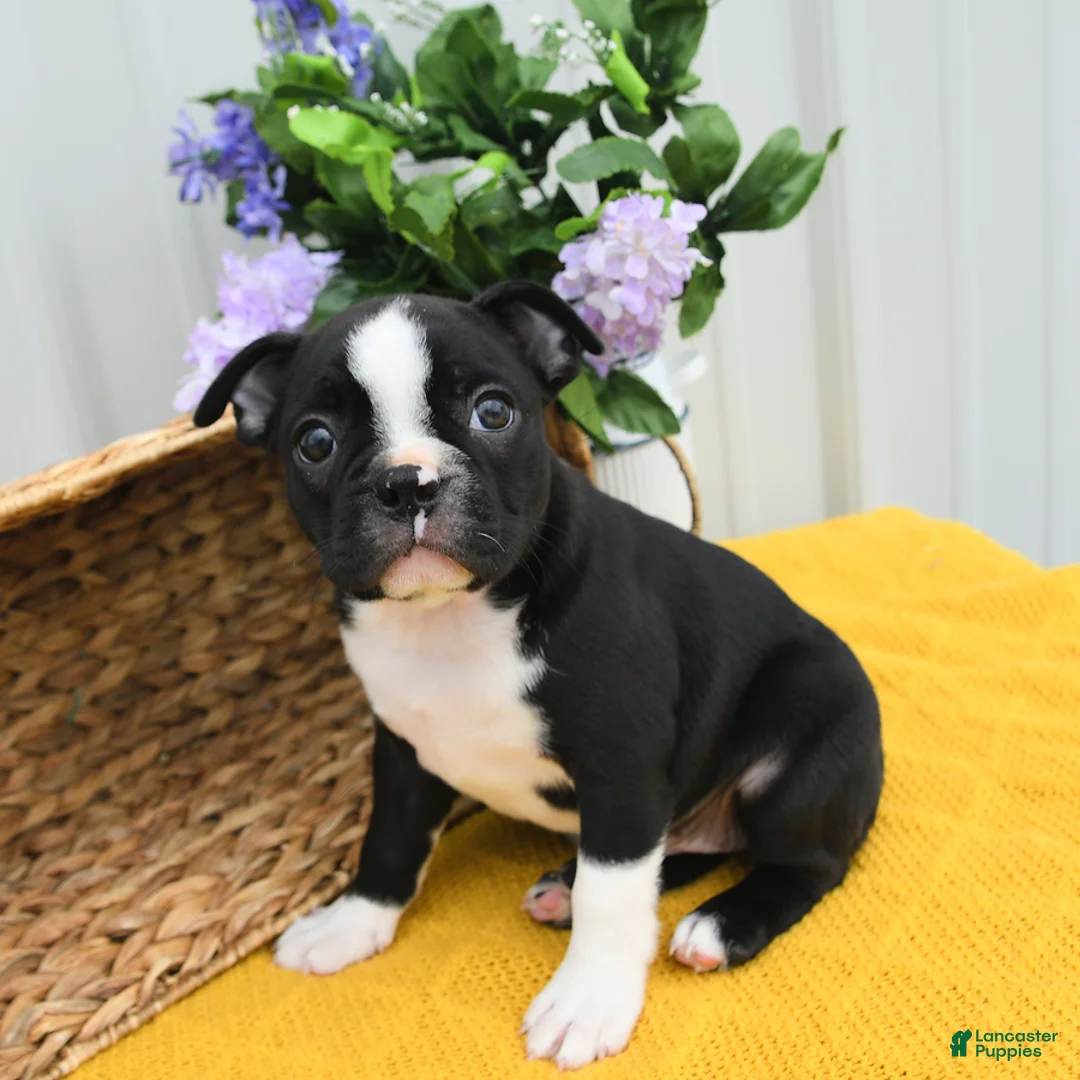 Boston Terrier dogs for sale: Bun Bun - Ad 1