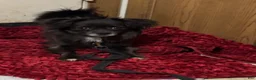 Chihuahua dogs for sale: Chihuahua 4 - Ad 10