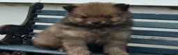 Pomeranian dogs for sale: Olivia  - Ad 1