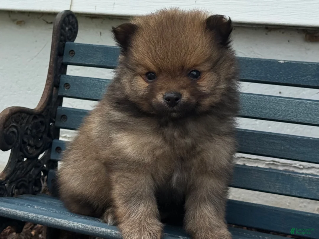Pomeranian dogs for sale: Olivia  - Ad 1
