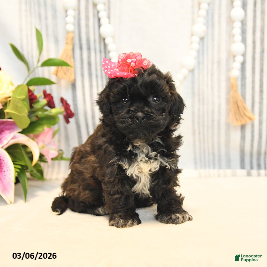 Shihpoo dogs Lacey - Ad 1