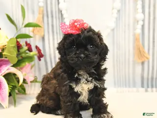 Shihpoo dogs for sale: Lacey - Ad 1