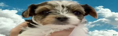 Biewer Terrier Puppy 4