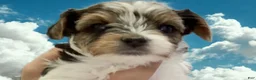 Biewer Terrier dogs for sale: Biewer Terrier Puppy 4 - Ad 1