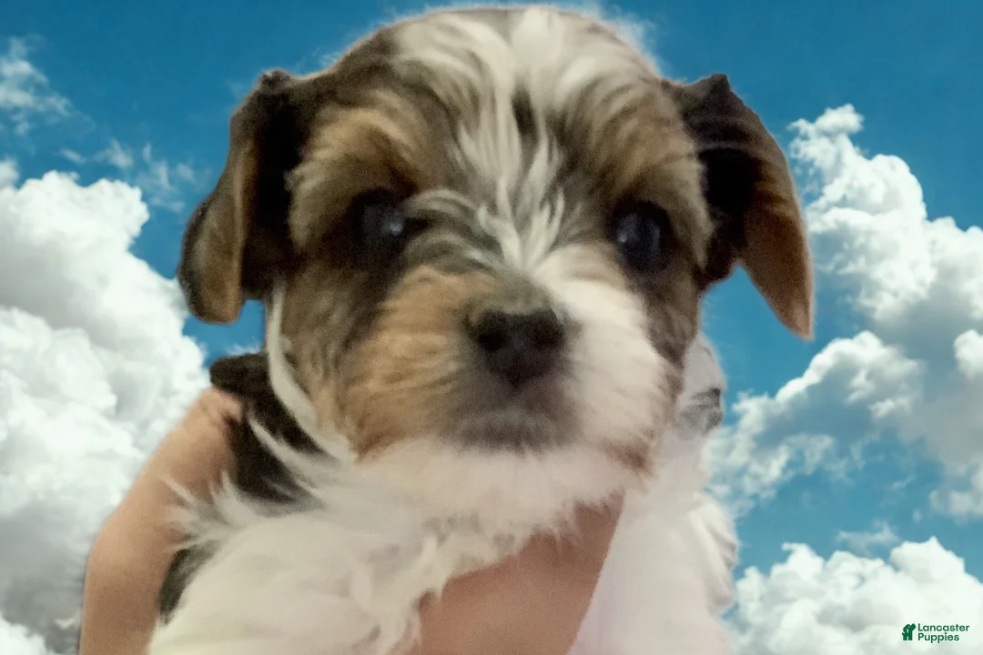 Biewer Terrier dogs for sale: Biewer Terrier Puppy 4 - Ad 1