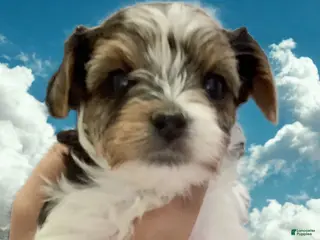 Biewer Terrier dogs for sale: Biewer Terrier Puppy 4 - Ad 4