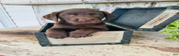 Labrador Retriever dogs for sale: Sutton - Ad 6