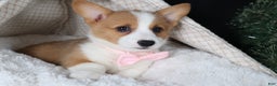 Welsh Corgi Pembroke dogs for sale: Honey - Ad 24
