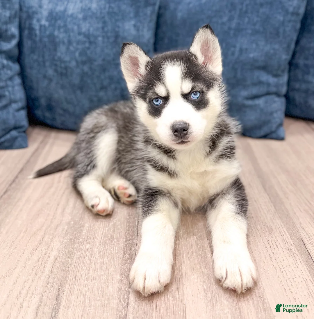 Siberian Husky dogs for sale: Sarge - Ad 2