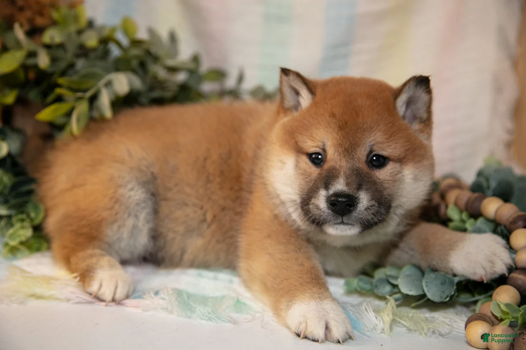 Shiba Inu dogs for sale: Finn - Ad 2