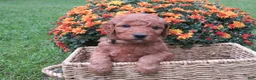 Mini Goldendoodle dogs for sale: Cookie - Ad 3