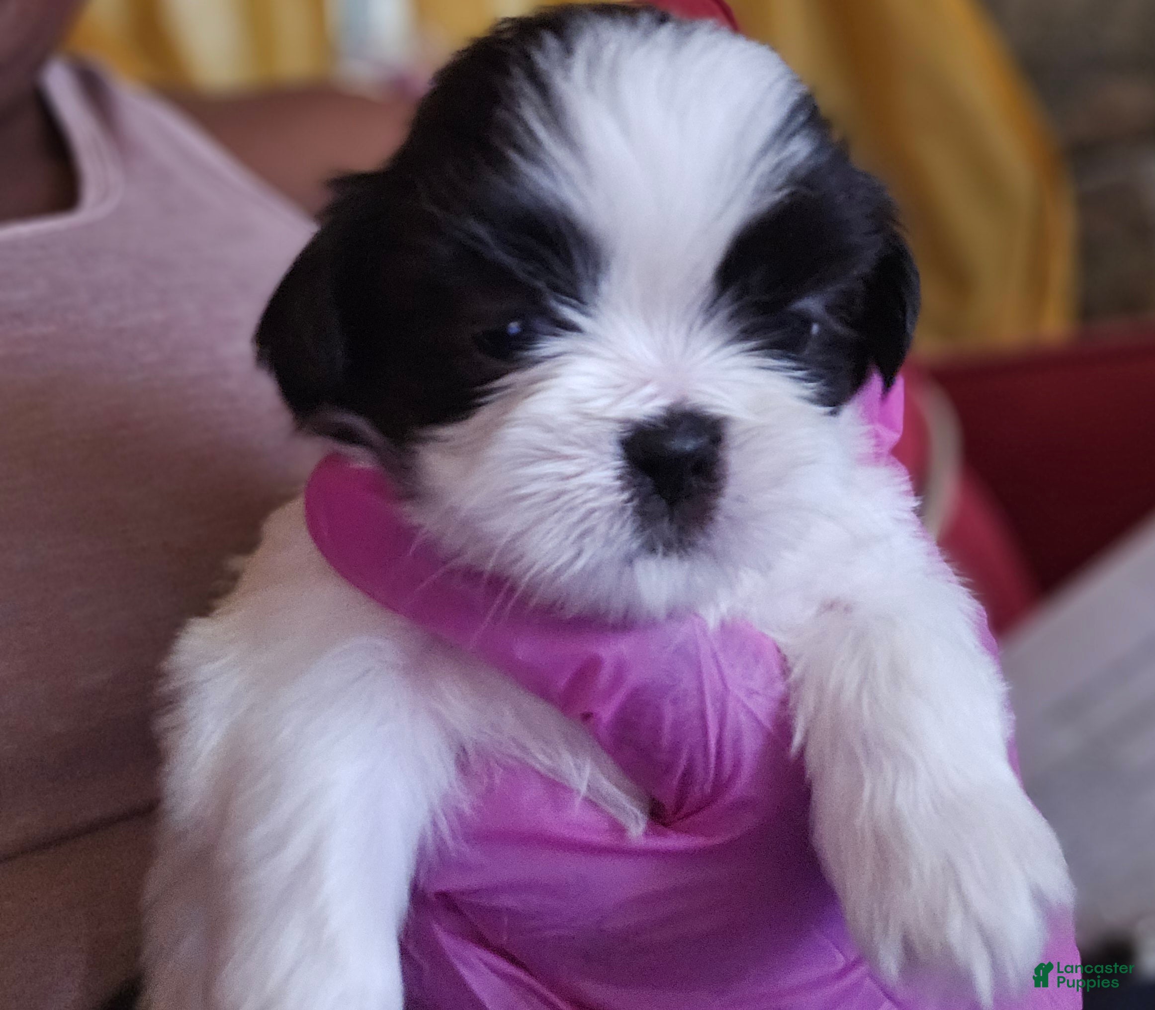 Shih Tzu dogs Franc - Ad 16
