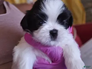 Shih Tzu dogs Franc - Ad 16