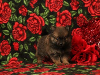 Pomeranian dogs Landan - Ad 7