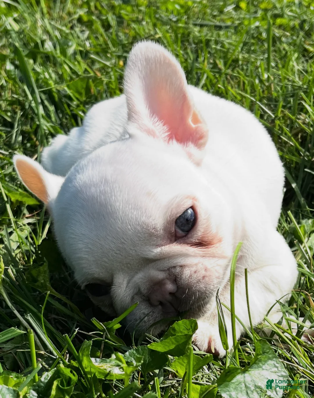 French Bulldog dogs for sale: French Bulldog 5 Chia - Ad 2