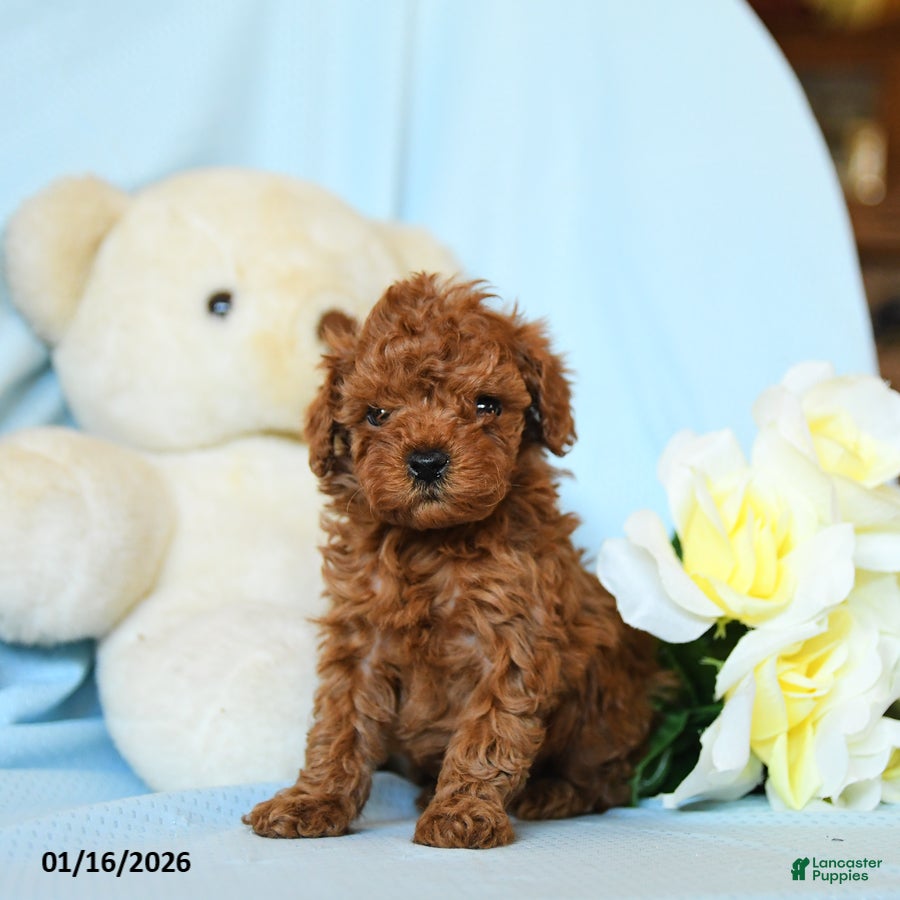 Toy Poodle dogs Whirlwind - Ad 13
