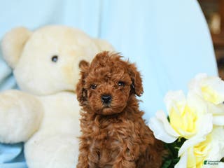 Toy Poodle dogs Whirlwind - Ad 33