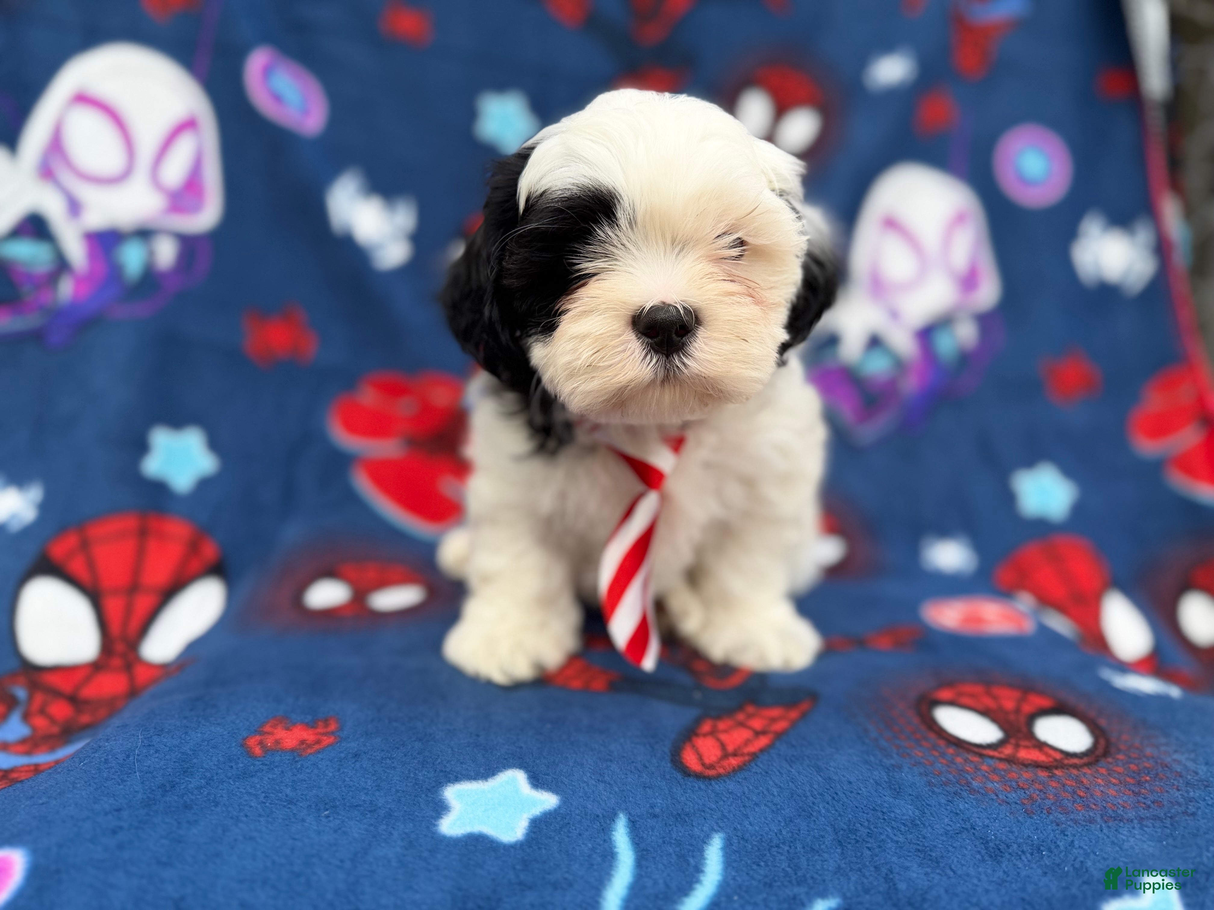 Shih Tzu dogs Sullivan  - Ad 5