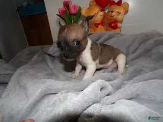 Chihuahua dogs Chihuahua Puppy 3 Louise - Ad 35