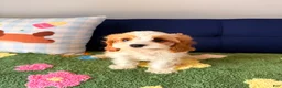 Cavapoo dogs for sale: Cavapoo Puppy 4 - Ad 6