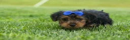 Yorkshire Terrier dogs for sale:  Bruno 🐶 - Ad 4