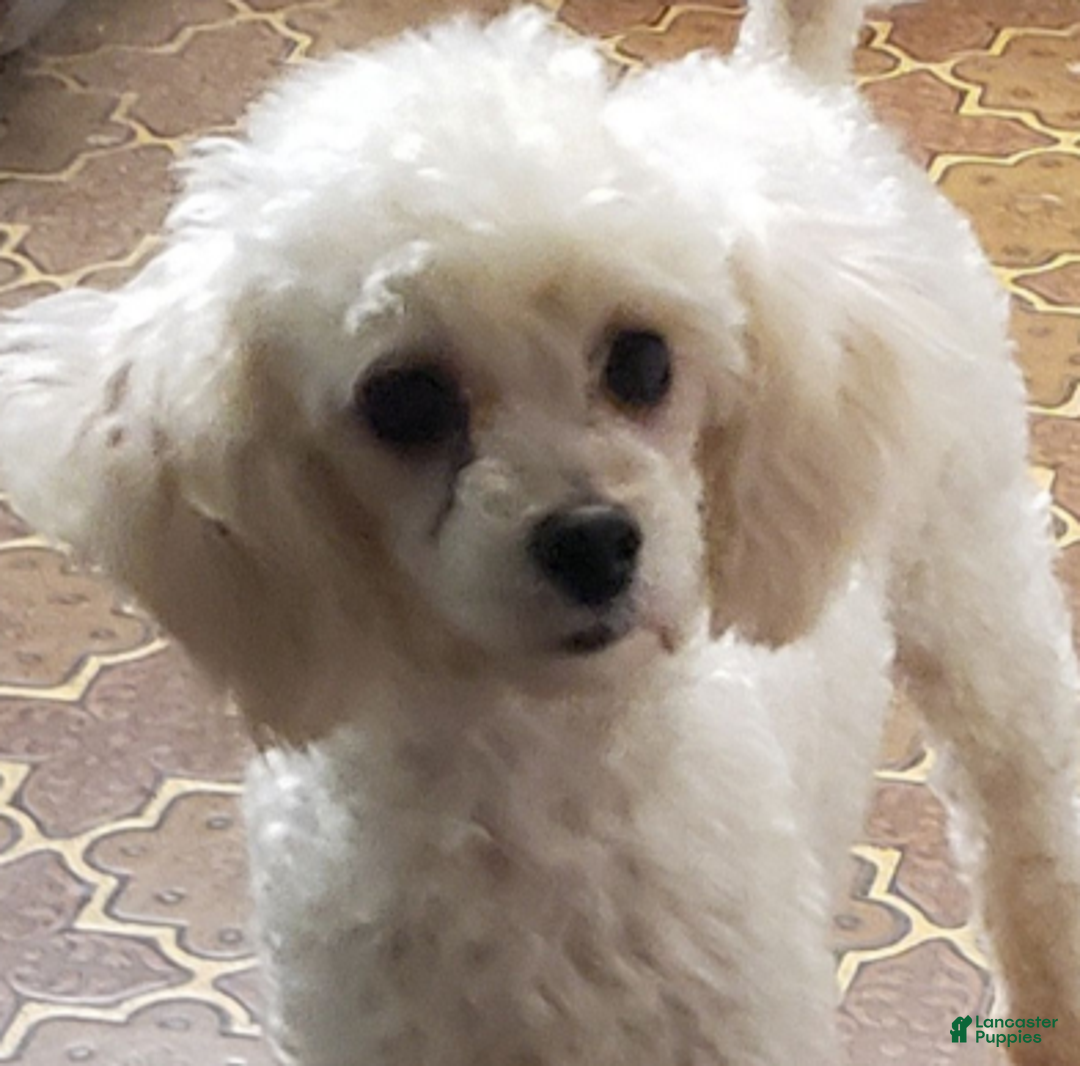 Standard Poodle dogs for sale: Snow - Ad 16