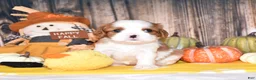 Cavalier King Charles Spaniel dogs for sale: Clove - Ad 2