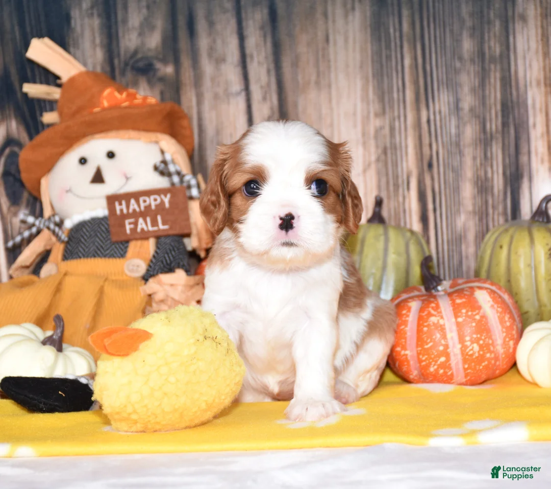 Cavalier King Charles Spaniel dogs for sale: Clove - Ad 2